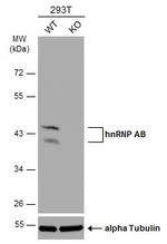 hnRNP AB Antibody in Western Blot (WB)