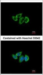 RPL3 Polyclonal Antibody