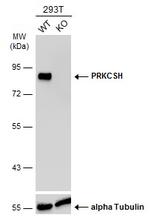 PRKCSH Antibody in Western Blot (WB)