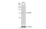 SRP14 Polyclonal Antibody