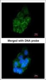 Annexin A2 Polyclonal Antibody