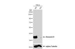 Annexin A2 Antibody in Western Blot (WB)
