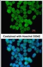 Rex1 Antibody in Immunocytochemistry (ICC/IF)
