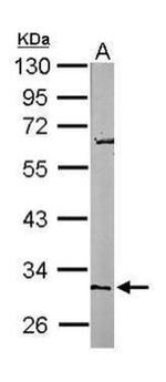 Rex1 Antibody in Western Blot (WB)