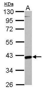 GOT2 Antibody in Western Blot (WB)