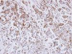 EXTL3 Polyclonal Antibody