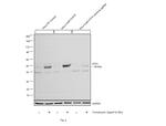 ATF4 Antibody in Western Blot (WB)