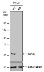 PHGDH Antibody in Western Blot (WB)