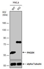 PHGDH Antibody in Western Blot (WB)