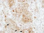 RAP1B Polyclonal Antibody