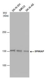 SPHKAP Polyclonal Antibody