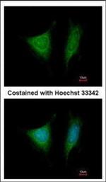 eIF3i Polyclonal Antibody