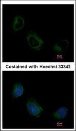 eIF3f Antibody in Immunocytochemistry (ICC/IF)