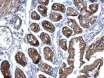 eIF3f Antibody in Immunohistochemistry (Paraffin) (IHC (P))