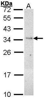 PLSCR3 Antibody in Western Blot (WB)