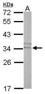 PLSCR3 Polyclonal Antibody
