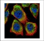 HAX1 Polyclonal Antibody