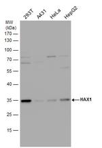 HAX1 Antibody in Western Blot (WB)