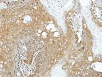 eIF3k Antibody in Immunohistochemistry (Paraffin) (IHC (P))