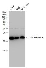 GABARAPL2 Antibody in Western Blot (WB)