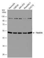 RAD23A Polyclonal Antibody