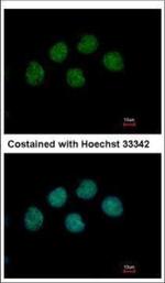 COBRA1 Polyclonal Antibody