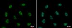 PUF60 Antibody in Immunocytochemistry (ICC/IF)