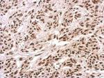 PUF60 Antibody in Immunohistochemistry (Paraffin) (IHC (P))
