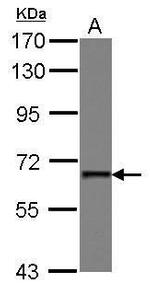 PUF60 Antibody in Western Blot (WB)