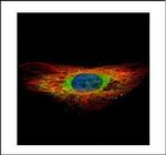 DIAPH1 Polyclonal Antibody