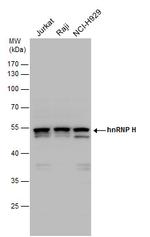 hnRNP H1 Antibody in Western Blot (WB)