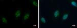 Histone H2A.Z Antibody in Immunocytochemistry (ICC/IF)