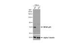 NFkB p65 Antibody in Western Blot (WB)