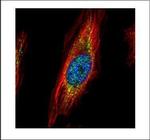 TRIM27 Polyclonal Antibody