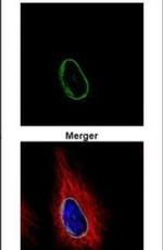 POM121 Antibody in Immunocytochemistry (ICC/IF)