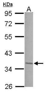 JunD Polyclonal Antibody