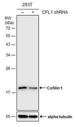Cofilin Antibody in Western Blot (WB)