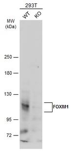 FOXM1 Antibody in Western Blot (WB)