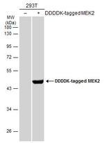 MEK2 Antibody in Western Blot (WB)