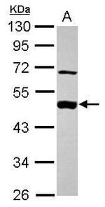 MEK2 Antibody in Western Blot (WB)