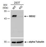 MEK2 Antibody in Western Blot (WB)