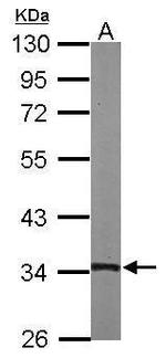TSFM Antibody in Western Blot (WB)