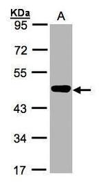 MEK2 Antibody in Western Blot (WB)
