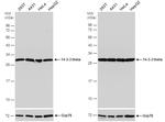 14-3-3 theta Antibody in Western Blot (WB)