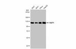 TRIM28 Antibody in Western Blot (WB)