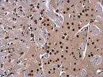 XBP1 Antibody in Immunohistochemistry (Paraffin) (IHC (P))