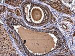 XBP1 Antibody in Immunohistochemistry (Paraffin) (IHC (P))