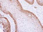 XBP1 Antibody in Immunohistochemistry (Paraffin) (IHC (P))