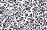 XBP1 Antibody in Immunohistochemistry (Paraffin) (IHC (P))