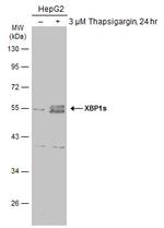 XBP1 Antibody in Western Blot (WB)